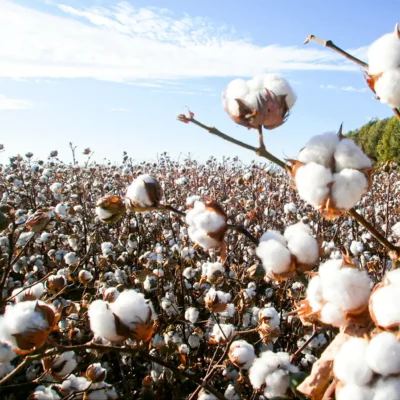 The Origins of Pima Cotton