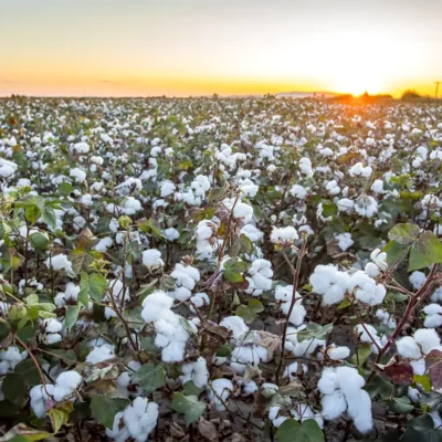 Pima Cotton Field